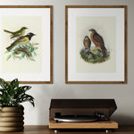 Johannes Keulemans - Print - New Zealand Falcon - Karearea
