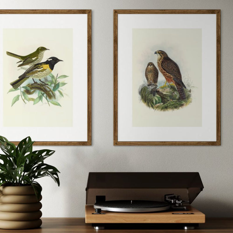Johannes Keulemans - Print - New Zealand Falcon - Karearea