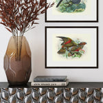 Johannes Keulemans - Print - Kea and Kaka