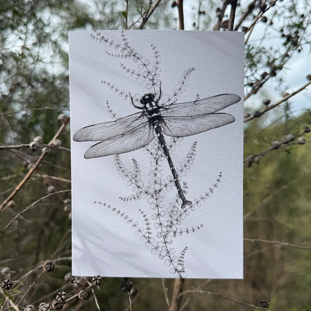 Card - Water and Bloom - Giant Dragonfly