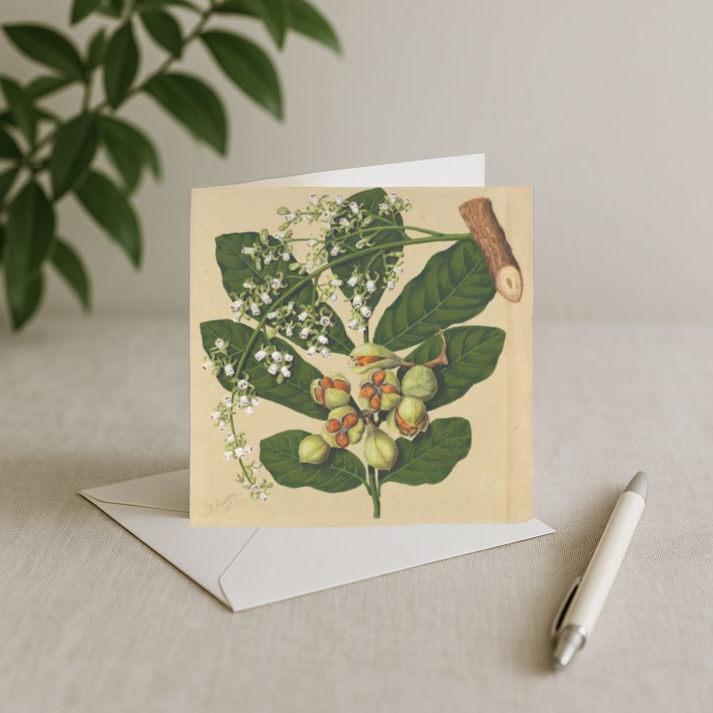 Sarah Featon - Card - Kohekohe