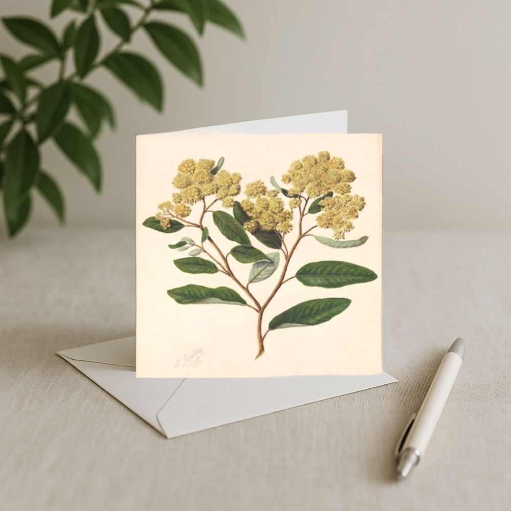 Sarah Featon - Card - Kumarahou
