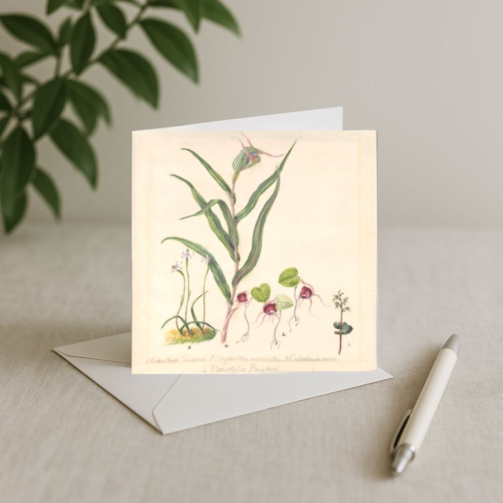 Sarah Featon - Card - Pixie Cap Orchid