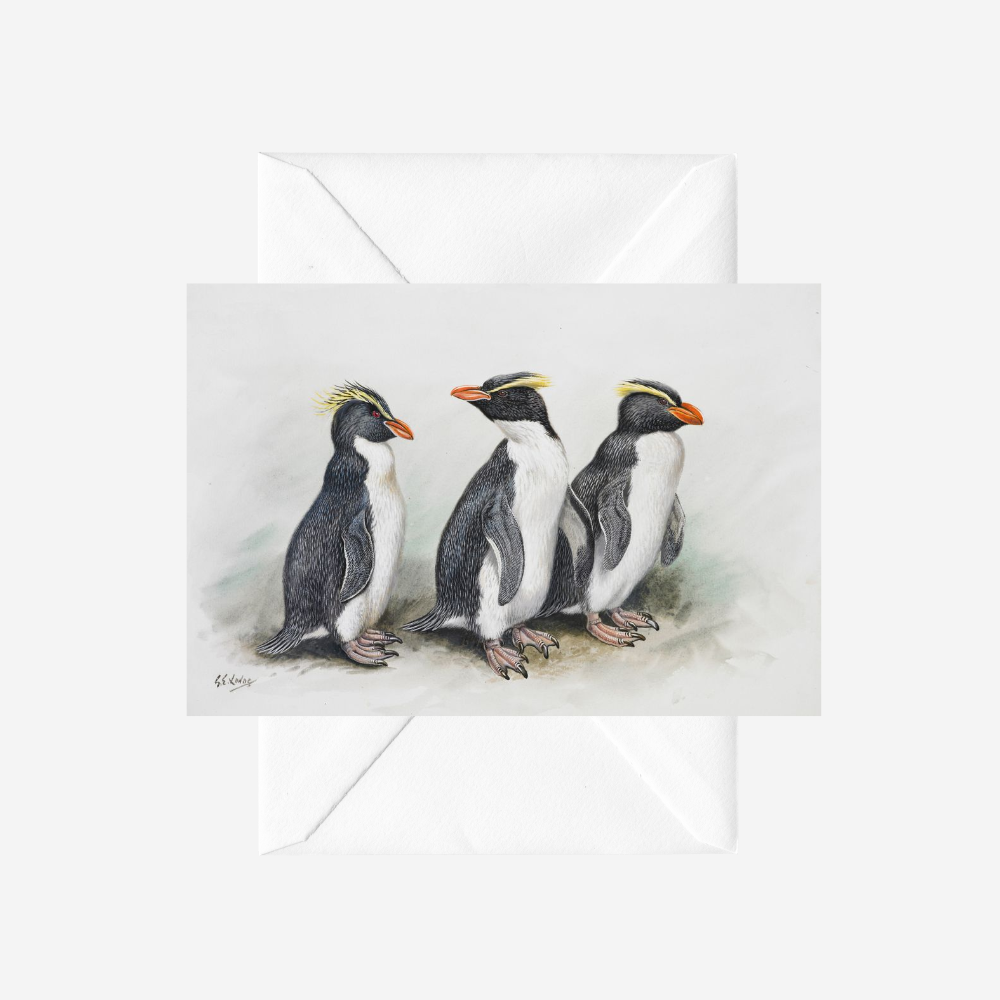 George Lodge - Card - Penguin