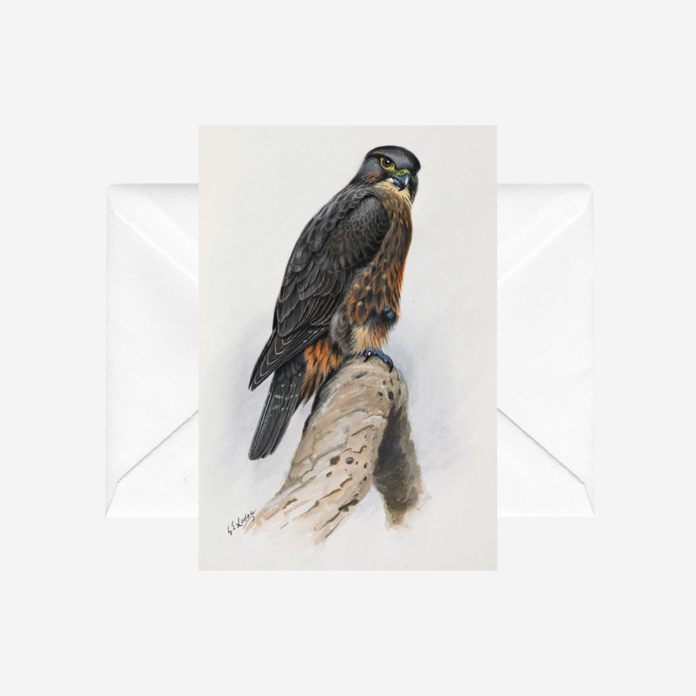 George Lodge - Card - Falcon