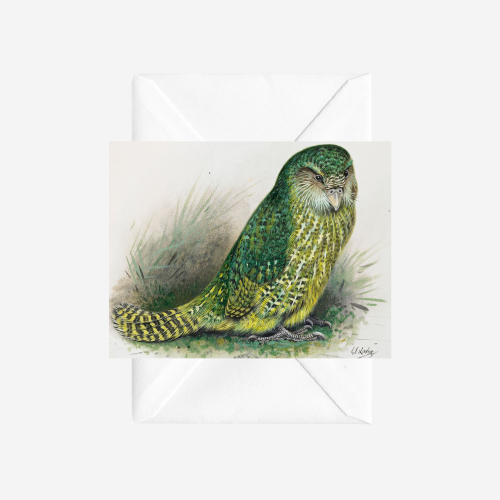 George Lodge - Card - Kakapo