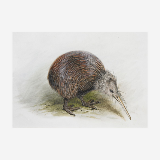 George Lodge- Print - Kiwi