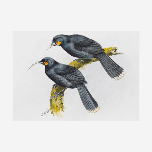 George Lodge- Print - Huia