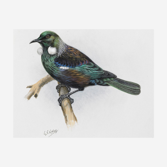 George Lodge- Print - Tui