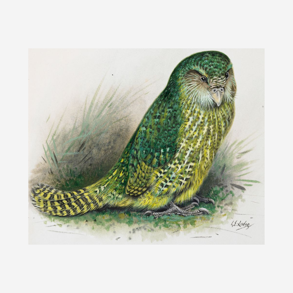 George Lodge- Print - Kakapo