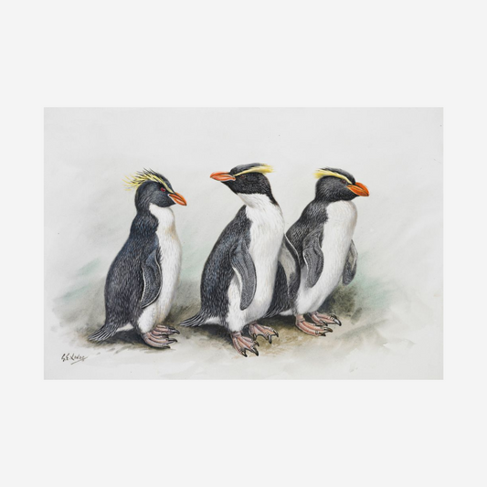 George Lodge- Print - Penguin