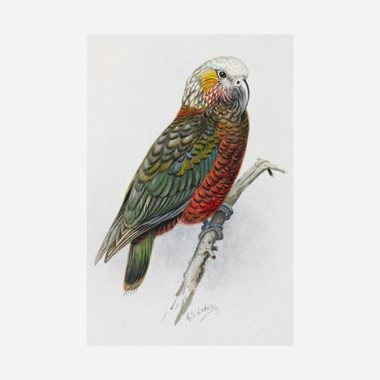 George Lodge- Print - Kaka