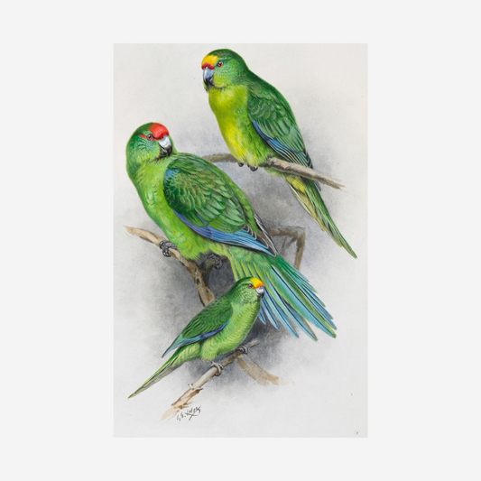 George Lodge- Print - Parakeet