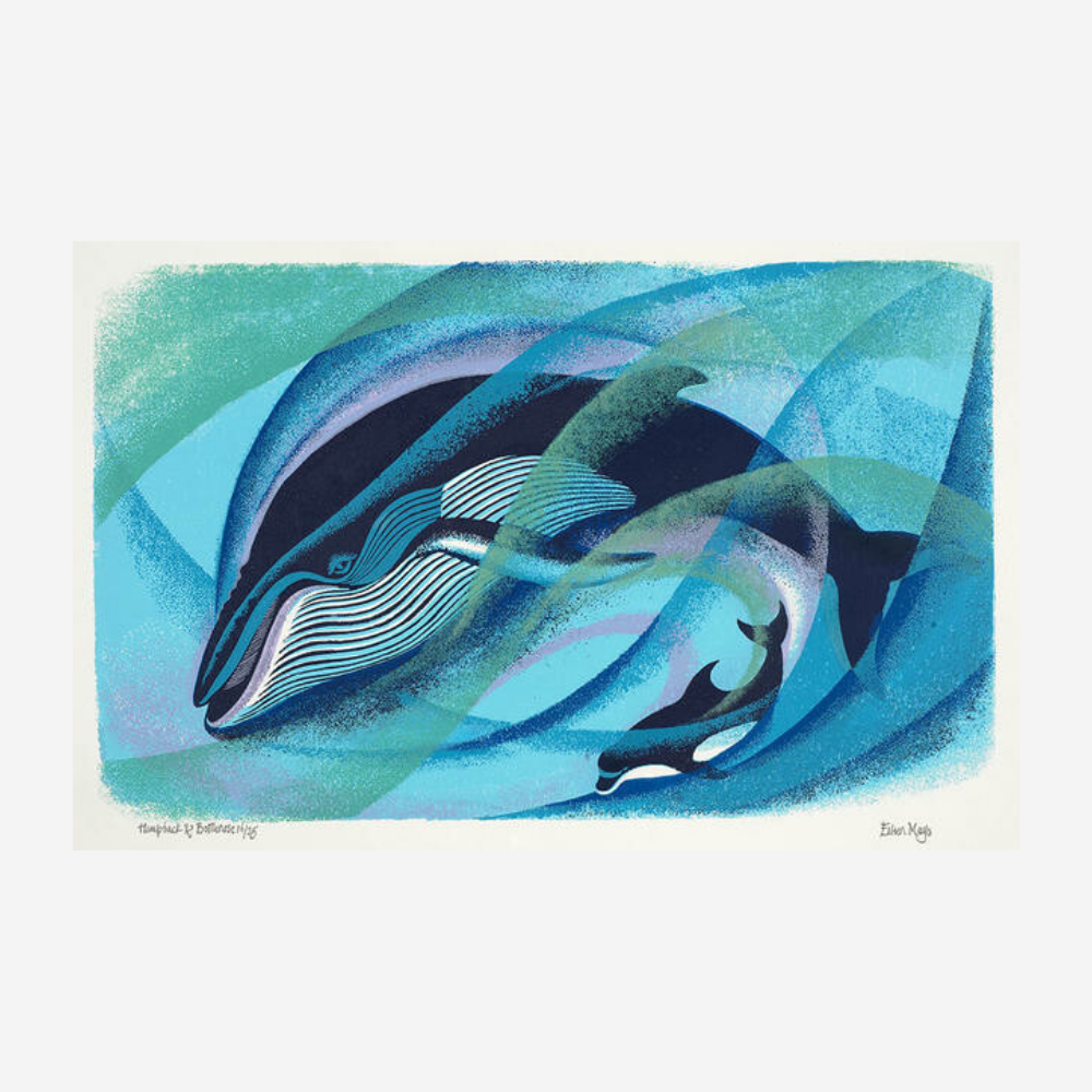 Eileen Mayo - Print - Humpback and Bottlenose
