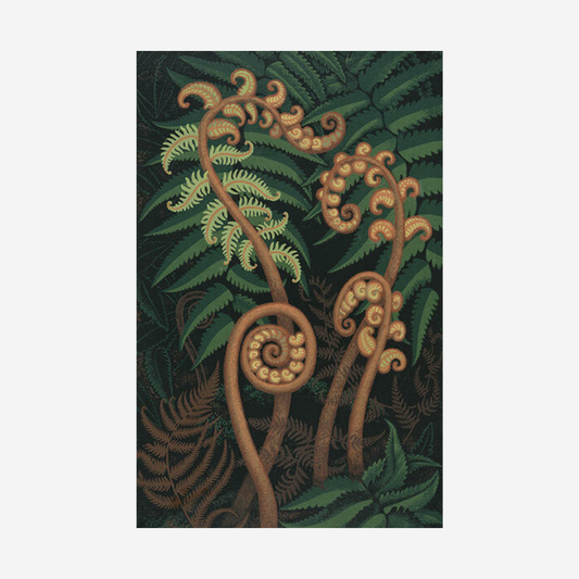 Eileen Mayo - Print - Springing Fern