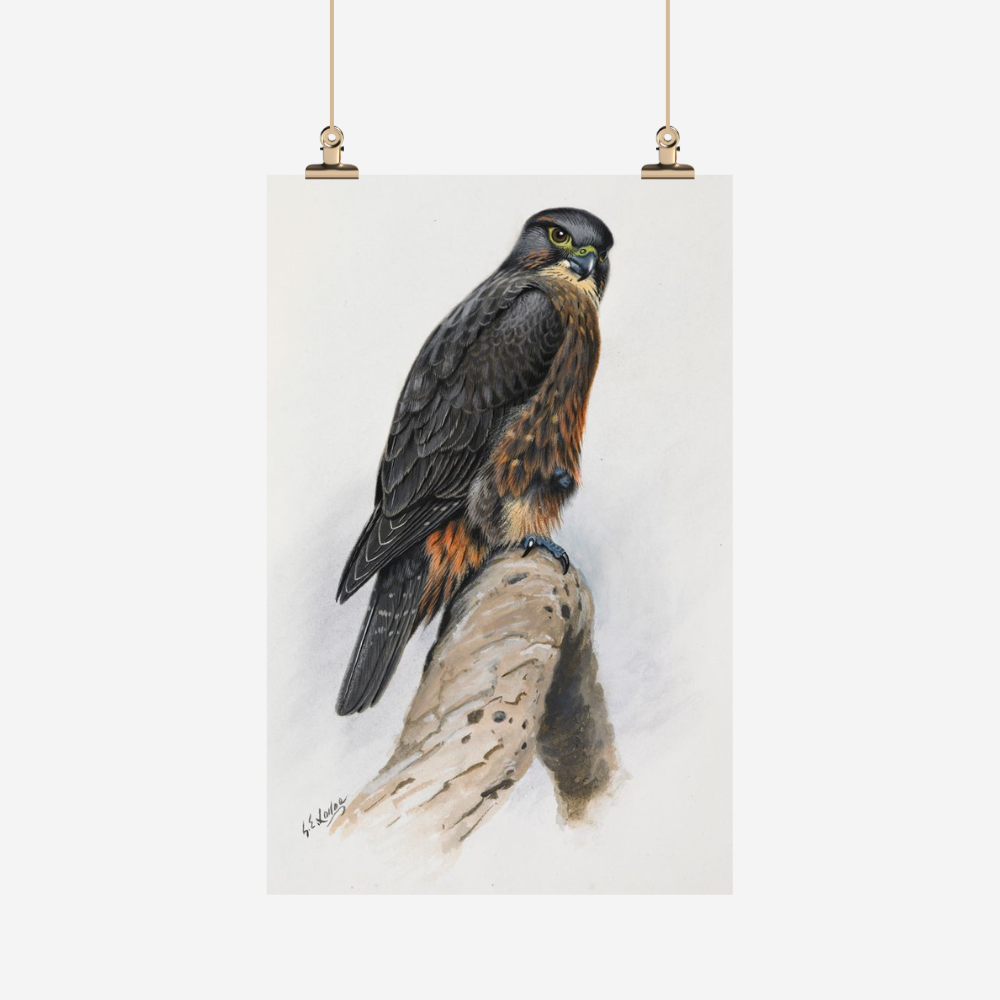 George Lodge - Tea Towel - Falcon