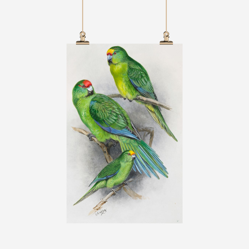 George Lodge - Tea Towel - Parakeet