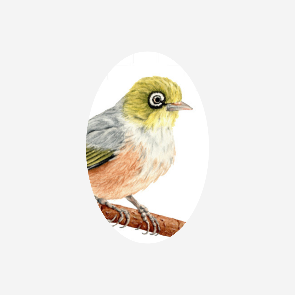 Gift Tag - Waxeye