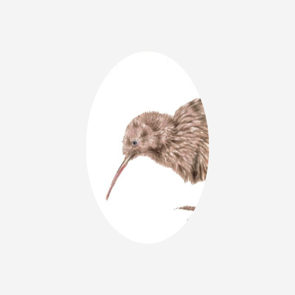 Gift Tag - Kiwi