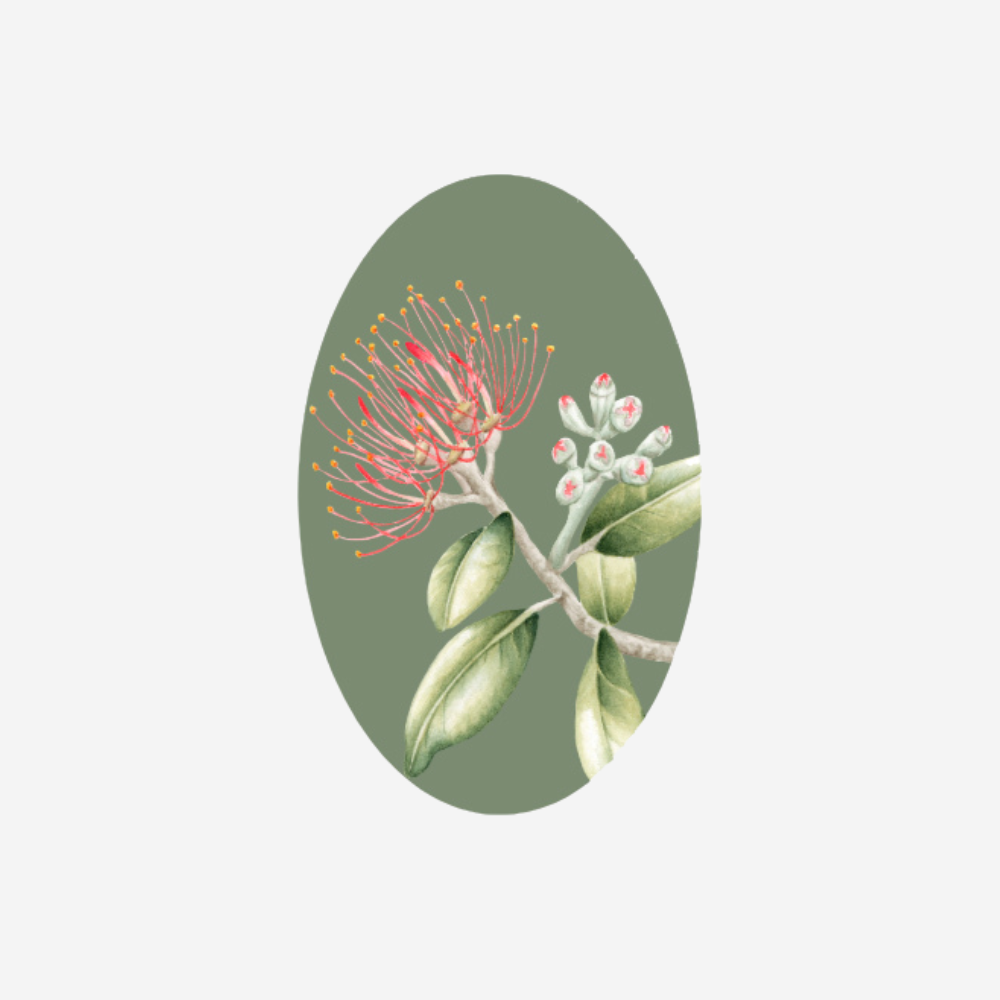 Gift Tag - Pōhutkawa