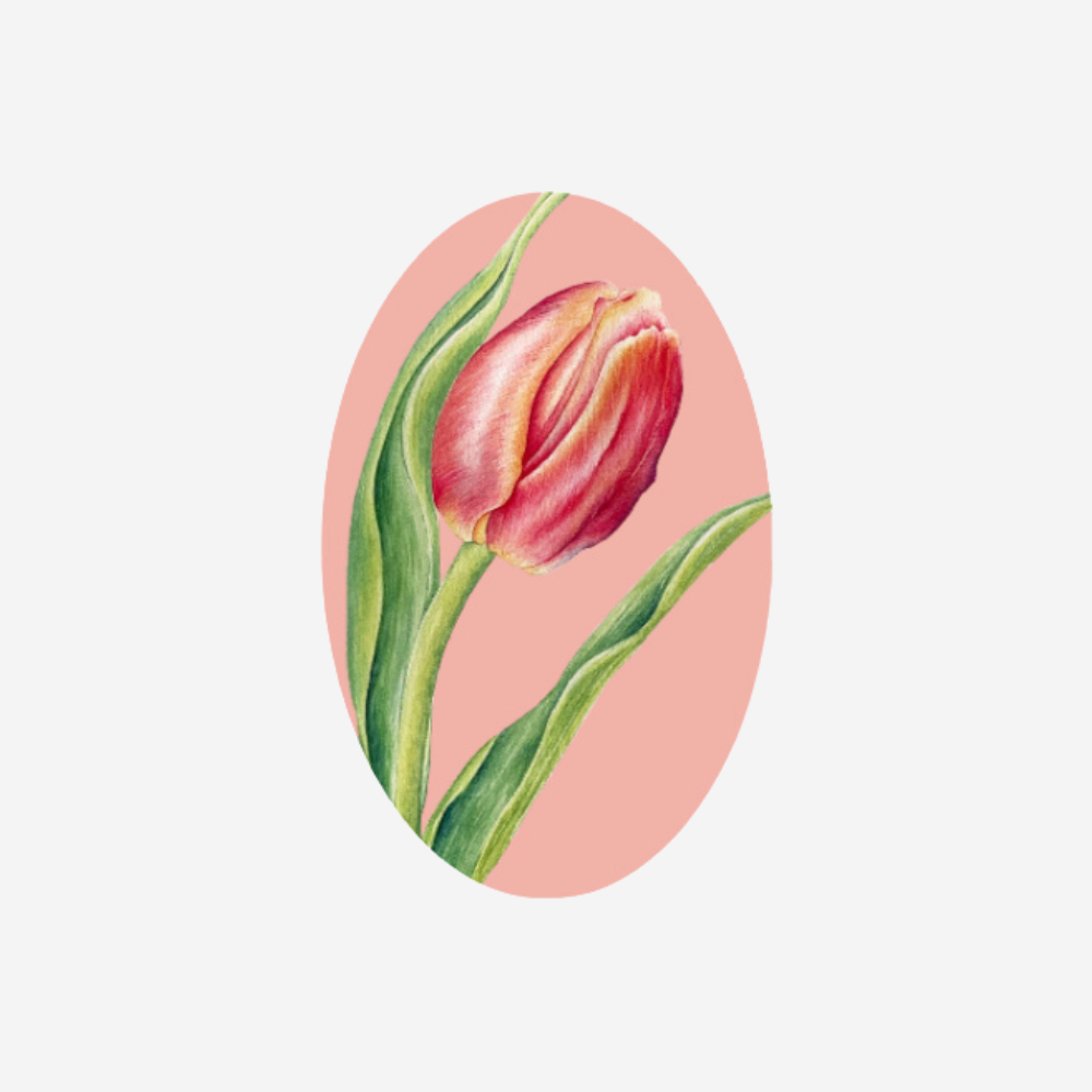 Gift Tag - Tulip