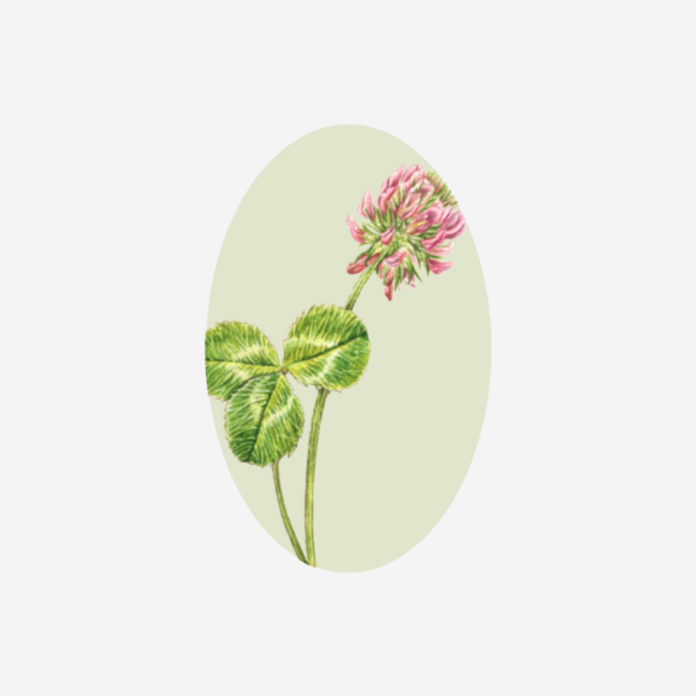 Gift Tag - Clover