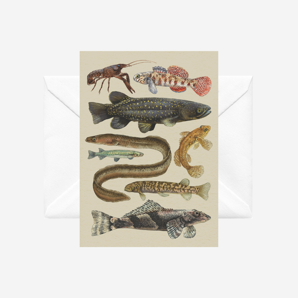 Card - Freshwater Fish