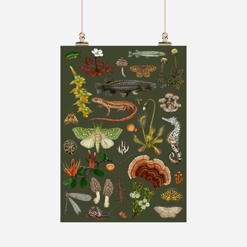Tea Towel - Curiousitys