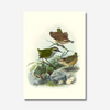 Johannes Keulemans - Print - Bush Wren - Matuhituhi and Rock Wren - Piwauwau