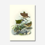 Johannes Keulemans - Print - Bush Wren - Matuhituhi and Rock Wren - Piwauwau