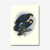Johannes Keulemans - Print - Huia