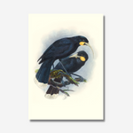 Johannes Keulemans - Print - Huia