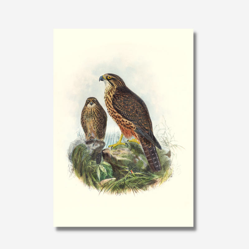 Johannes Keulemans - Print - New Zealand Falcon - Karearea