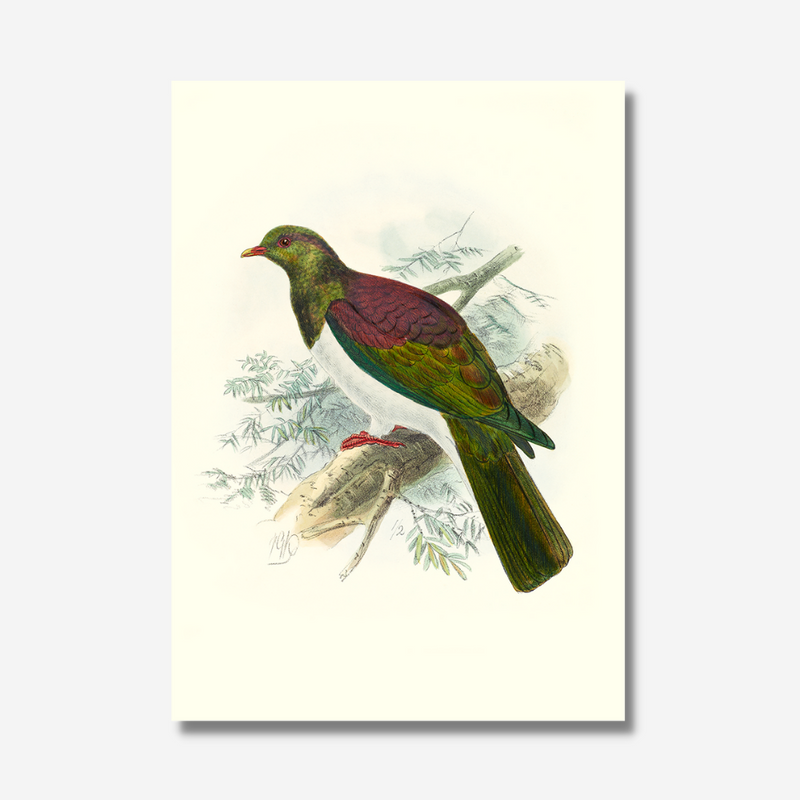 Johannes Keulemans - Print - New Zealand Pigeon - Kereru