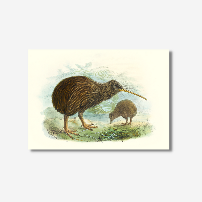Johannes Keulemans - Print - North Island Brown Kiwi