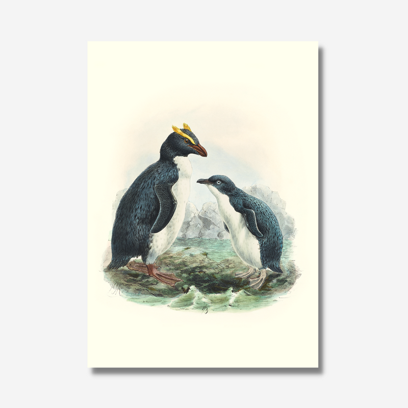 Johannes Keulemans - Print - Fiordland Crested Penguin - Tawaki and Little Penguin - Korora