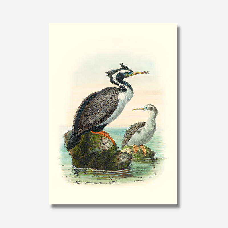 Johannes Keulemans - Print - Spotted Shag - Kawau Tikitiki