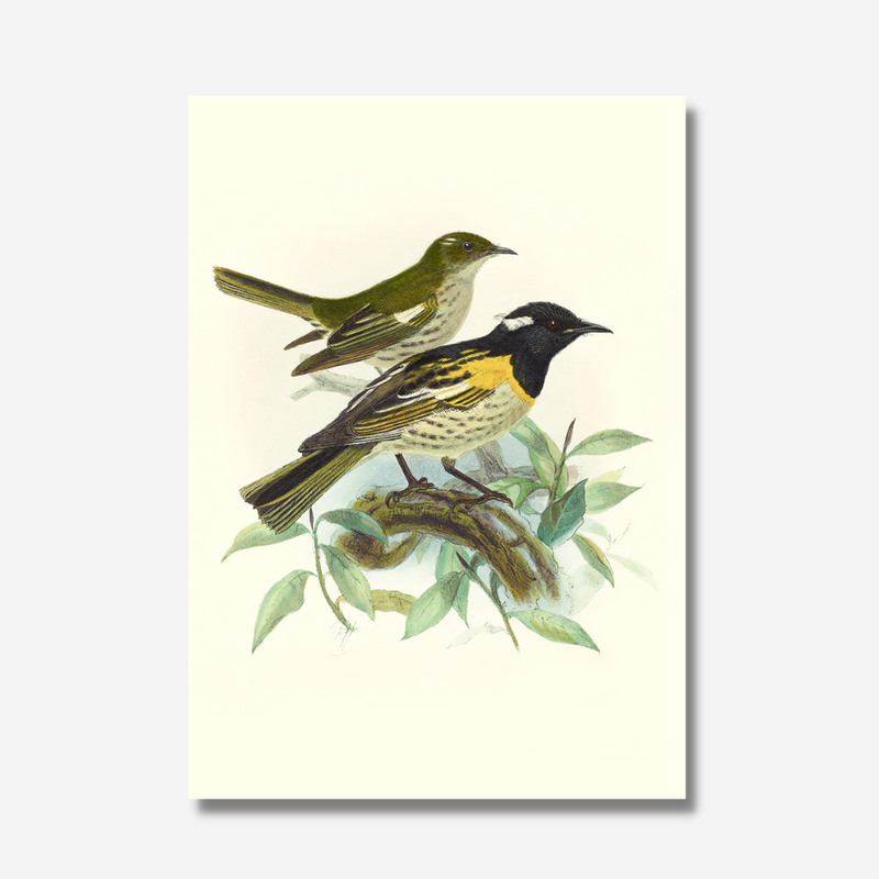 Johannes Keulemans - Print - Stitchbird - Hihi