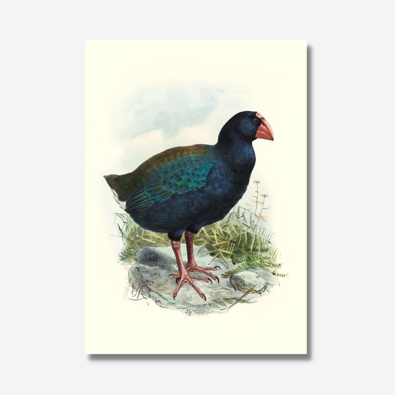 Johannes Keulemans - Print - South Island Takahe