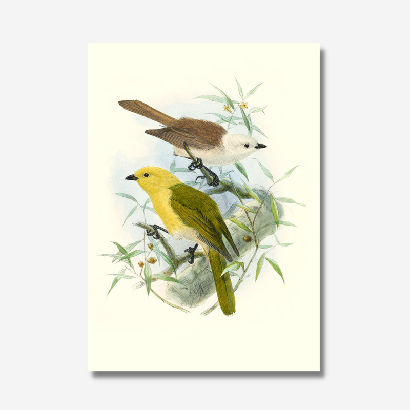 Johannes Keulemans - Print - Yellowhead - Mohua and Whitehead - Popokotea