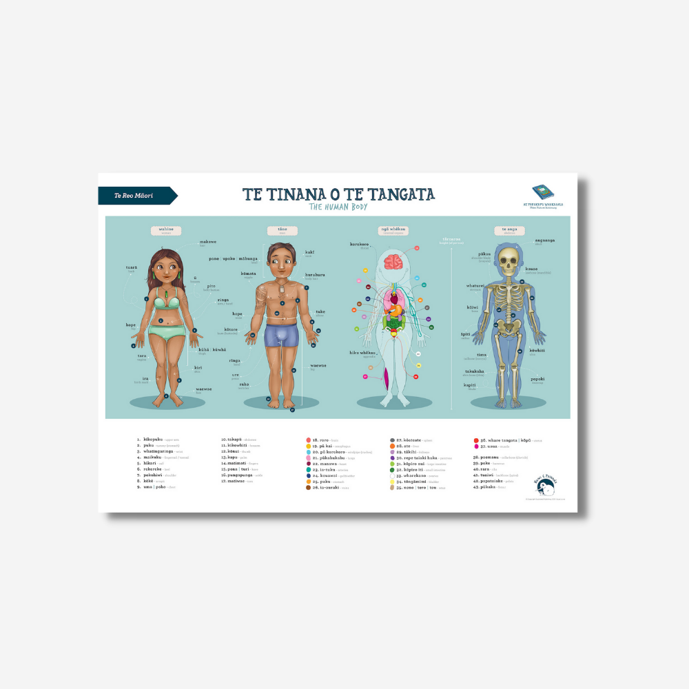 Poster A2 - Human Body - Te Reo Māori