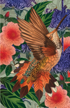 Cards - Rufous Hummingbird - 6 Pack