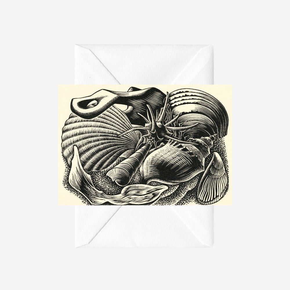 E. Mervyn Taylor - Card - Shells; 1954