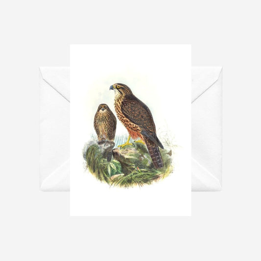 Johannes Keulemans - Card - New Zealand Falcon - Karearea