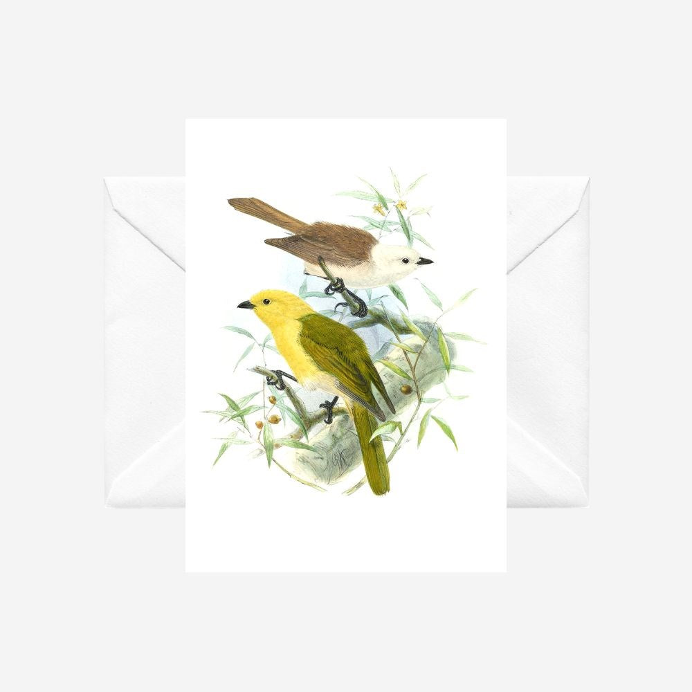 Johannes Keulemans - Card - Yellowhead - Mohua and Whitehead - Popokotea