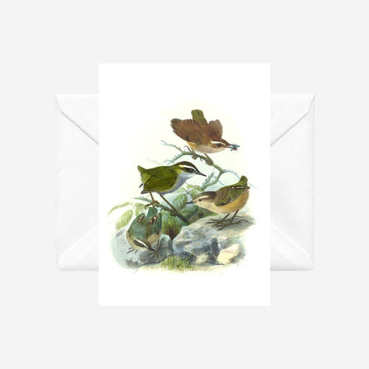Johannes Keulemans - Card - Bush Wren - Matuhituhi and Rock Wren - Piwauwau