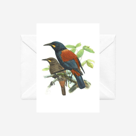 Johannes Keulemans - Card - South Island Saddleback - Tieke and North Island Saddleback - Tieke