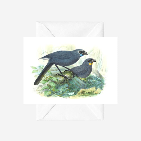Johannes Keulemans - Card - North Island Kokako and South Island Kokako - Koka