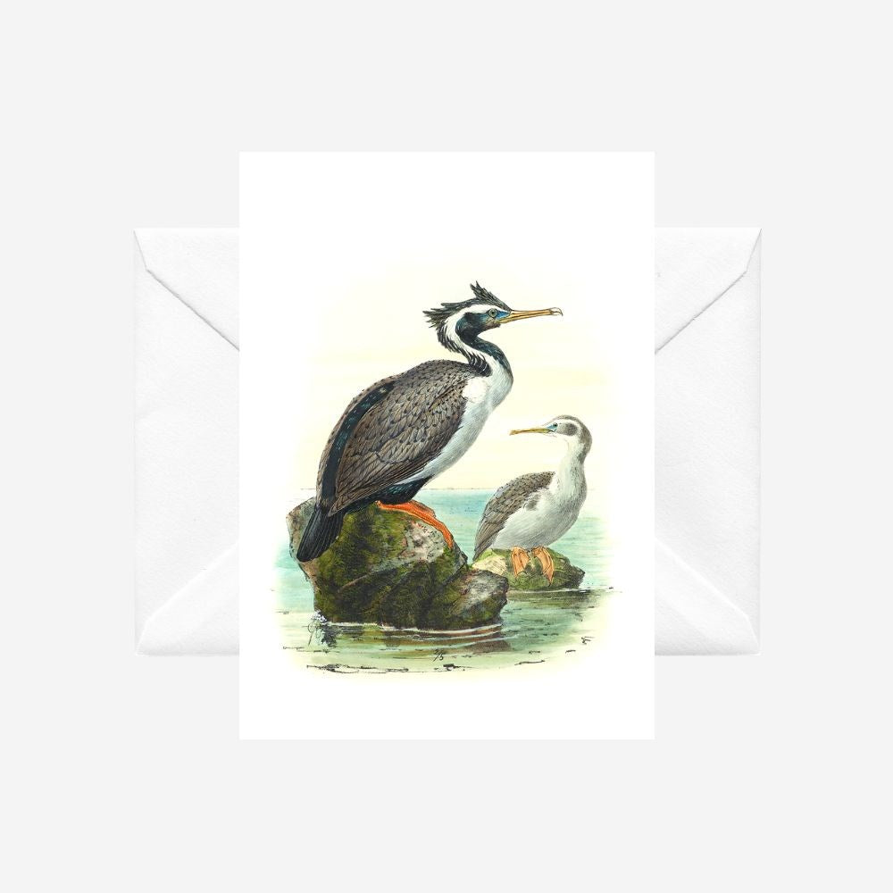 Johannes Keulemans - Card - Spotted Shag - Kawau Tikitiki