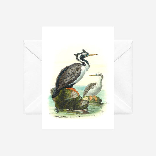 Johannes Keulemans - Card - Spotted Shag - Kawau Tikitiki